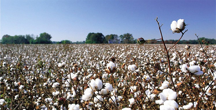 棉花生产基地达20万亩